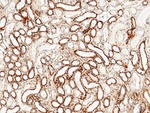 Tetranectin Antibody in Immunohistochemistry (Paraffin) (IHC (P))