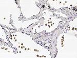 COMMD9 Antibody in Immunohistochemistry (Paraffin) (IHC (P))