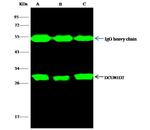 DCUN1D2 Antibody in Immunoprecipitation (IP)