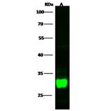 DCUN1D2 Antibody in Western Blot (WB)