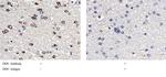 DOPA Decarboxylase Recombinant Rabbit Monoclonal Antibody (005)
