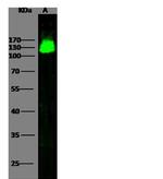 MCK10 Antibody in Western Blot (WB)