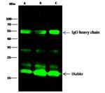 DIABLO Recombinant Rabbit Monoclonal Antibody (001)
