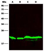 DIABLO Antibody in Western Blot (WB)