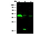 RCAS1 Recombinant Rabbit Monoclonal Antibody (019)