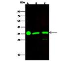 ECH1 Recombinant Rabbit Monoclonal Antibody (002)