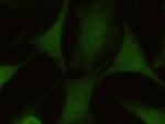 eIF3k Monoclonal Antibody (01)
