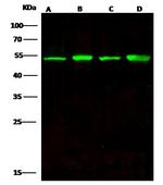 ENO3 Monoclonal Antibody (01)