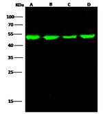 ENO3 Antibody in Western Blot (WB)