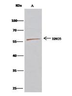 ENO3 Antibody in Immunoprecipitation (IP)