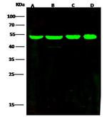 ENO3 Antibody in Western Blot (WB)