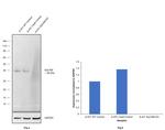 EpCAM Antibody in Western Blot (WB)