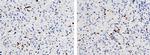 FCN1 Antibody in Immunohistochemistry (Paraffin) (IHC (P))