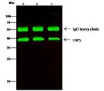 FDPS Antibody in Immunoprecipitation (IP)