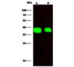 FDPS Antibody in Western Blot (WB)
