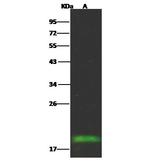 FHIT Antibody in Western Blot (WB)