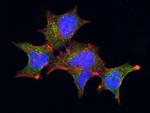 GBA3 Recombinant Rabbit Monoclonal Antibody (008)