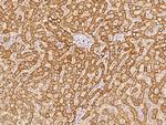 GCSH Antibody in Immunohistochemistry (Paraffin) (IHC (P))