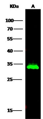HNMT Recombinant Rabbit Monoclonal Antibody (034)