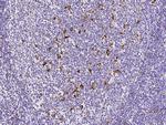 IFI30 Antibody in Immunohistochemistry (Paraffin) (IHC (P))