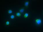 IL1RA Antibody in Immunocytochemistry (ICC/IF)