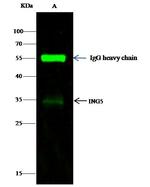 ING5 Antibody in Immunoprecipitation (IP)