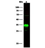 ING5 Recombinant Rabbit Monoclonal Antibody (119)