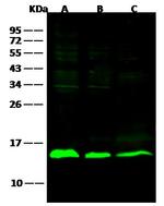 Galectin 1 Recombinant Rabbit Monoclonal Antibody (001)