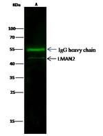 VIP36 Antibody in Immunoprecipitation (IP)