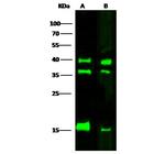 VIP36 Monoclonal Antibody (02)