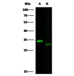 Latexin Monoclonal Antibody (8E1G6C1D4)