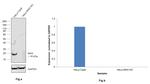 MAX Antibody in Western Blot (WB)