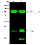 MAX Antibody in Immunoprecipitation (IP)