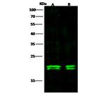MAX Antibody in Western Blot (WB)