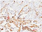 CD146 Antibody in Immunohistochemistry (Paraffin) (IHC (P))