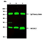 MESDC2 Antibody in Immunoprecipitation (IP)