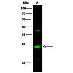 MESDC2 Antibody in Western Blot (WB)