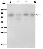 METAP2 Monoclonal Antibody (09)
