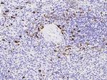MZB1 Recombinant Rabbit Monoclonal Antibody (022)