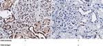 NBL1 Monoclonal Antibody (01)