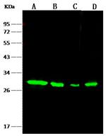NQO1 Recombinant Rabbit Monoclonal Antibody (002)