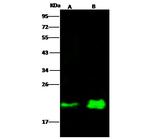N-Ras Monoclonal Antibody (06)