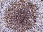 CD73 Antibody in Immunohistochemistry (Paraffin) (IHC (P))