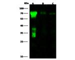 CD73 Antibody in Western Blot (WB)