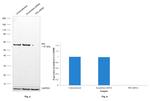 PDI Antibody in Western Blot (WB)