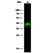 PBK Monoclonal Antibody (1E5E5E6)