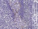 PD-1 Recombinant Rabbit Monoclonal Antibody (D67)