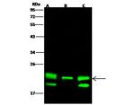 PEBP1 Recombinant Rabbit Monoclonal Antibody (003)