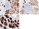 PGC Monoclonal Antibody (4D7D1)