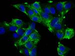 PIGR Recombinant Rabbit Monoclonal Antibody (007)